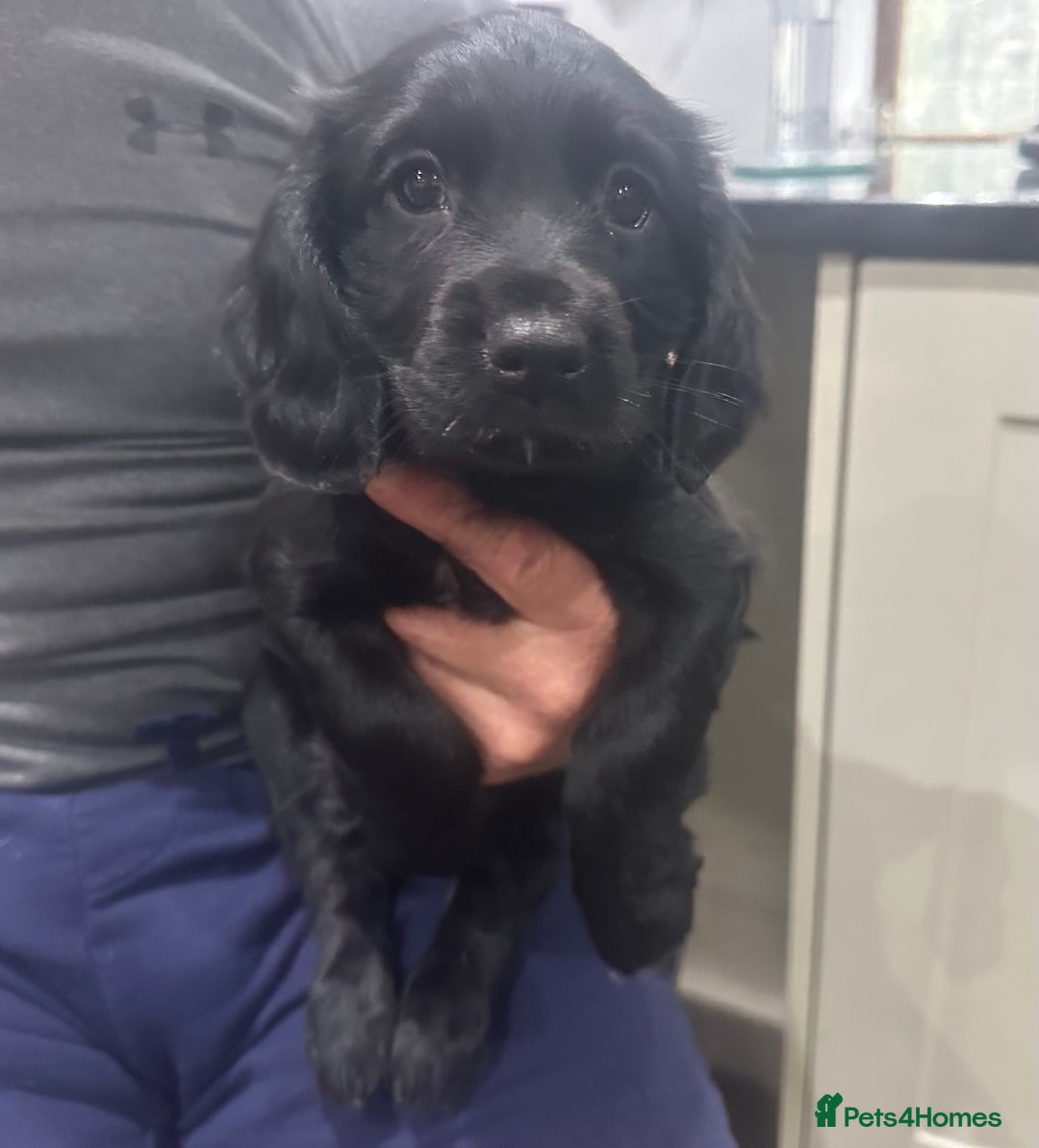 Mixed Breed dogs for sale: Fabulous Sprocker Pups - Image 8