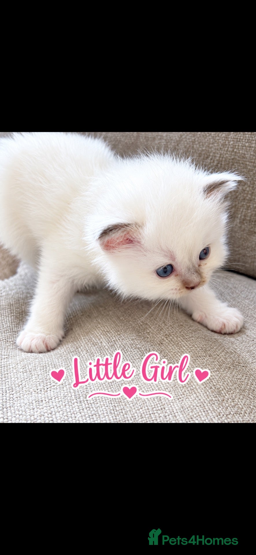 Ragdoll cats ☃️ ADORABLE GCCF BABIES ☃️ - Advert 14