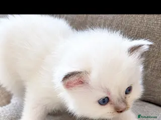 Ragdoll cats ☃️ ADORABLE GCCF BABIES ☃️ - Advert 14