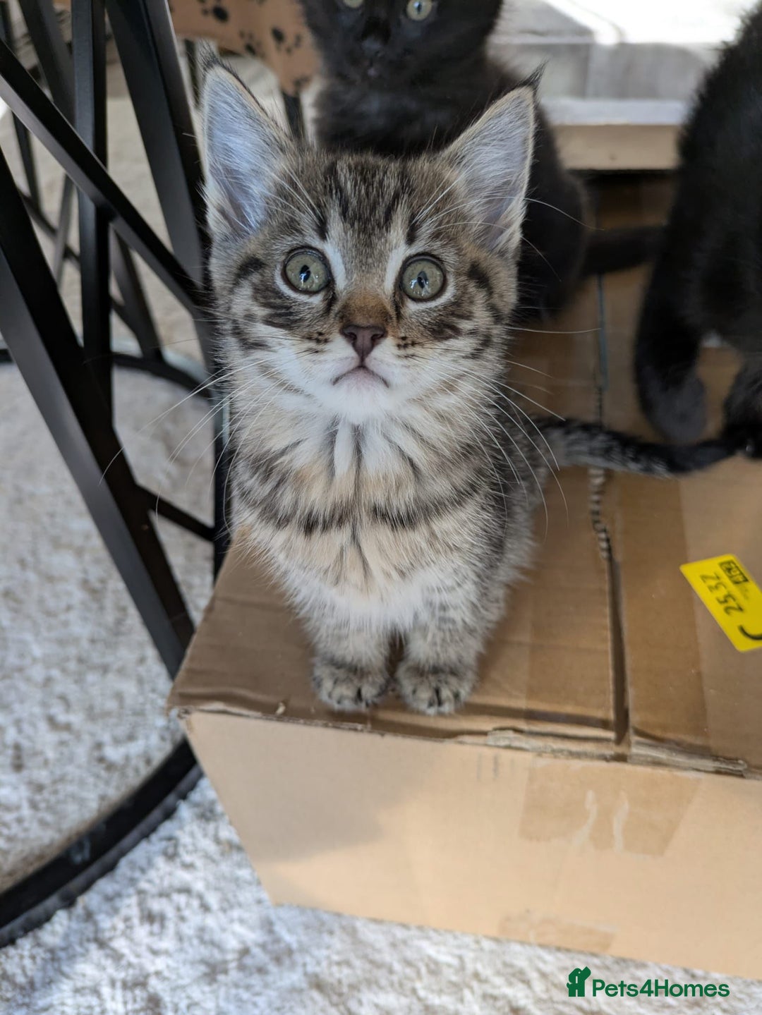 Mixed Breed cats for sale: 4 beautiful kittens ready to be rehome  - Advert 8