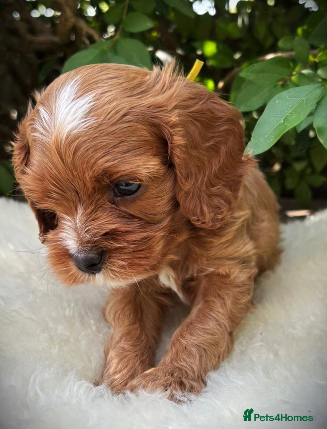 Cavapoo dogs for sale: Rare Miniature F1 Cavapoo Quality Puppies - Image 8