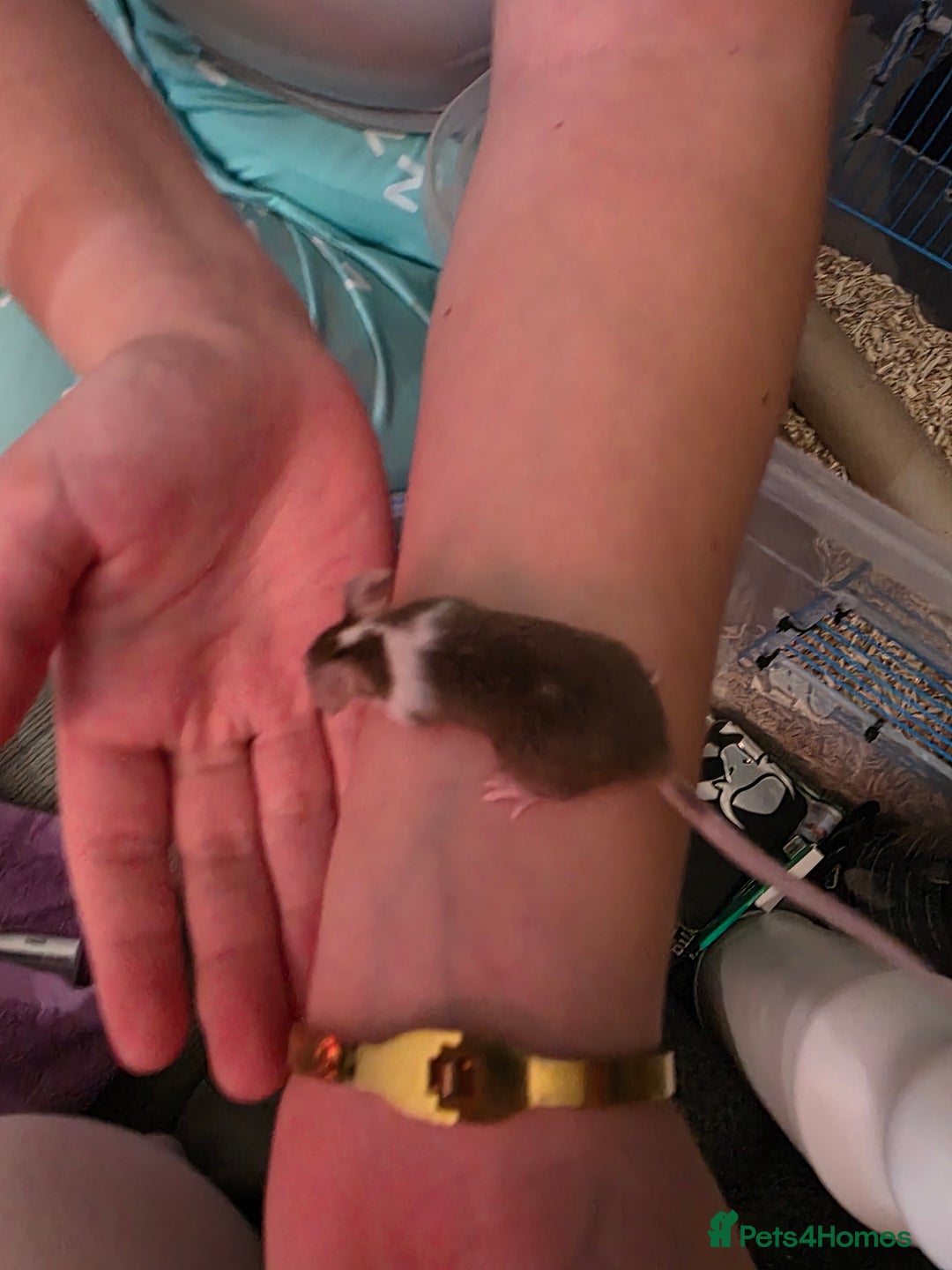 Mouse rodents for sale: Male and female mice  - Advert 4