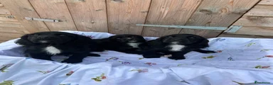 Cocker Spaniel 1