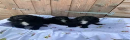 Cocker Spaniel dogs for sale: Cocker spaniel  - Advert 6