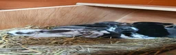 Rex rabbits for sale: Rex & Mini Rex Kits Available - Advert 8