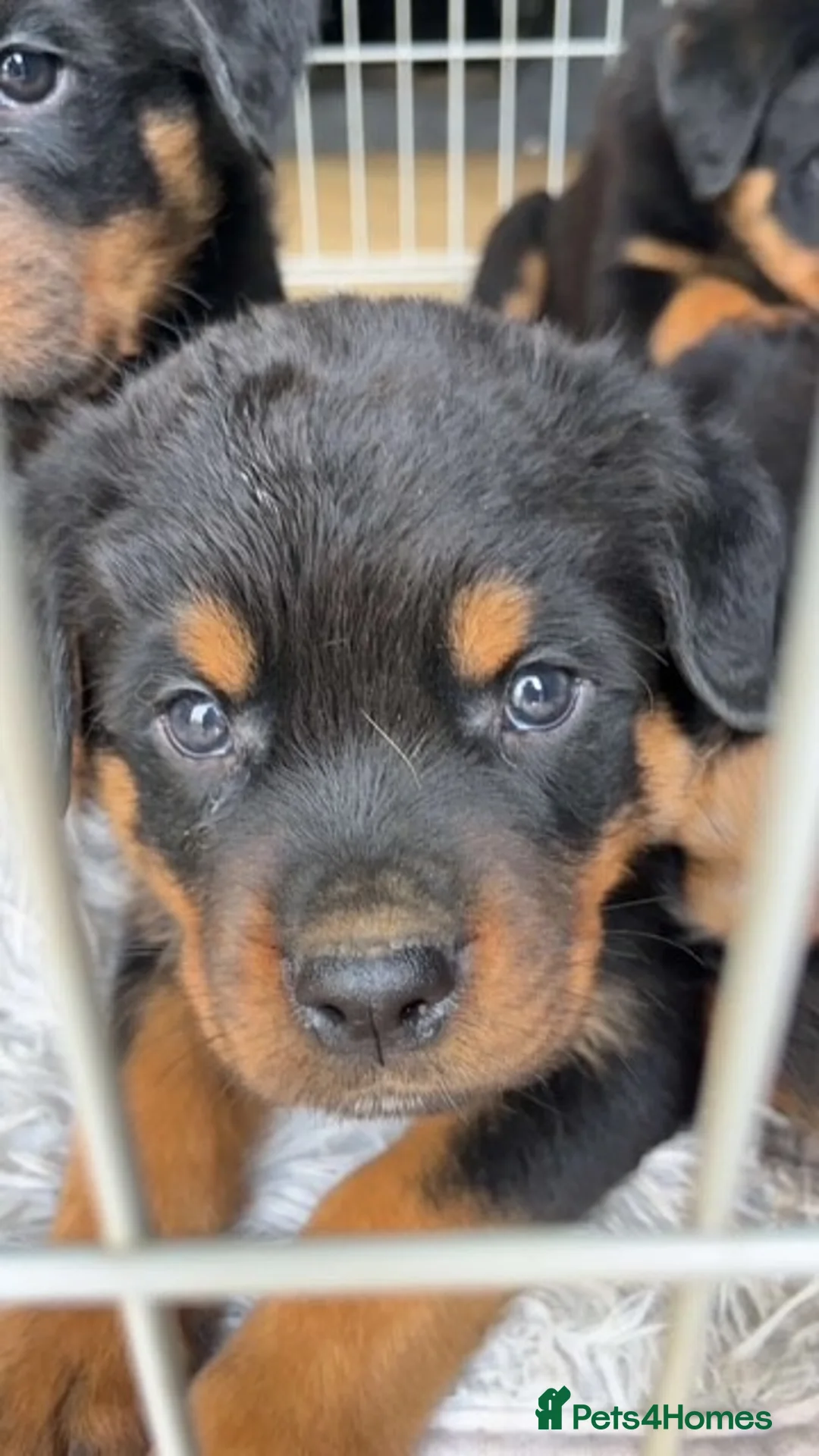 Rottweiler dogs for sale: KC Rottweiler Pups! READY NOW! ONLY 2 BOYS LEFT!  - Advert 8