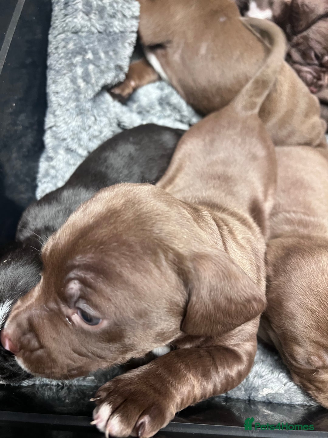 Mixed Breed dogs for sale: Staffy cross cocker spaniel puppies  - Advert 7