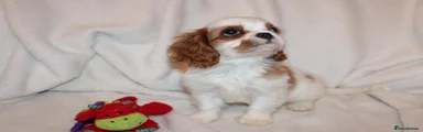 Boy 4