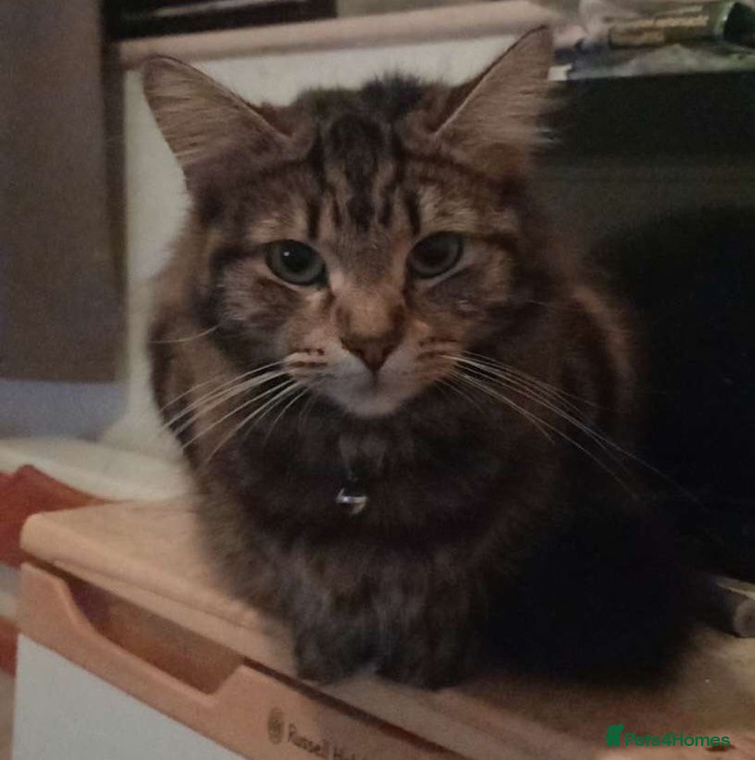 Mixed Breed cats for sale: Kiki/kiara  - Advert 2