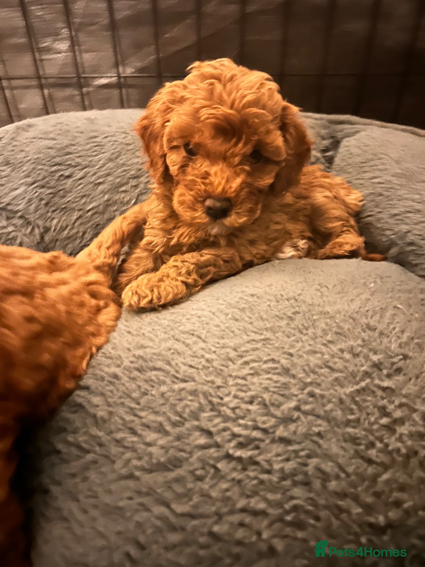 Cavapoochon dogs for sale: 1 Adorable Little boy left, Health Tested Parents  - Advert 5