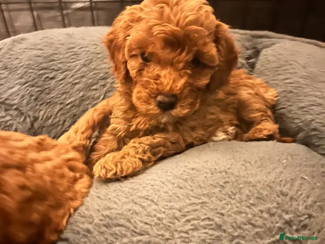 Cavapoochon dogs for sale: 1 Adorable Little boy left, Health Tested Parents - Advert 5