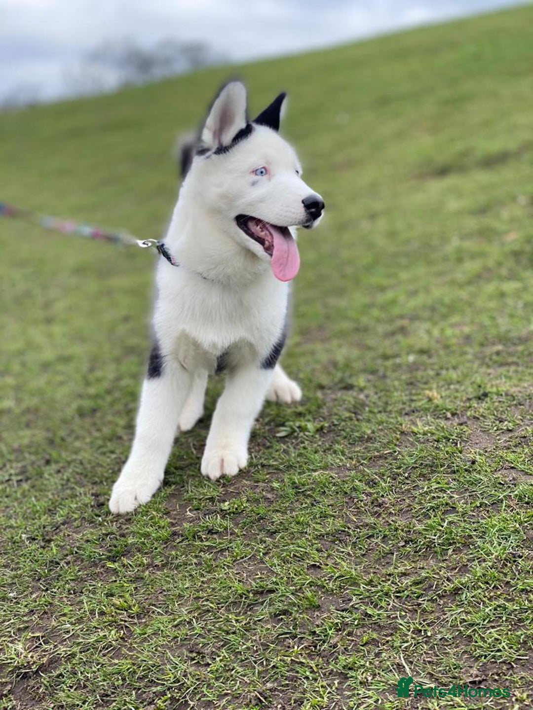 Siberian Husky dogs for stud: Stunning Blue eye Sibrian Husky for Stud in Liverpool - Image 15