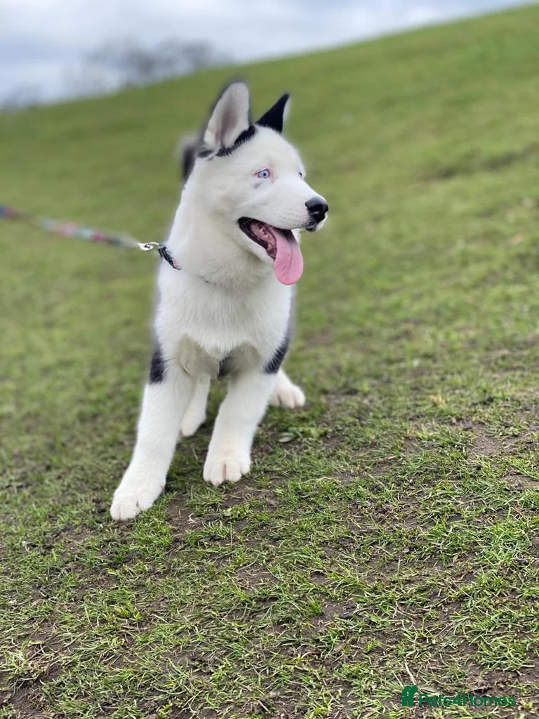 Siberian Husky dogs for stud: Stunning Blue eye Sibrian Husky for Stud(Proven) in Liverpool - Advert 15