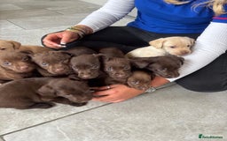 Labrador Retriever dogs for sale: Beautiful Labrador puppies ready the 8th november! - Image 12