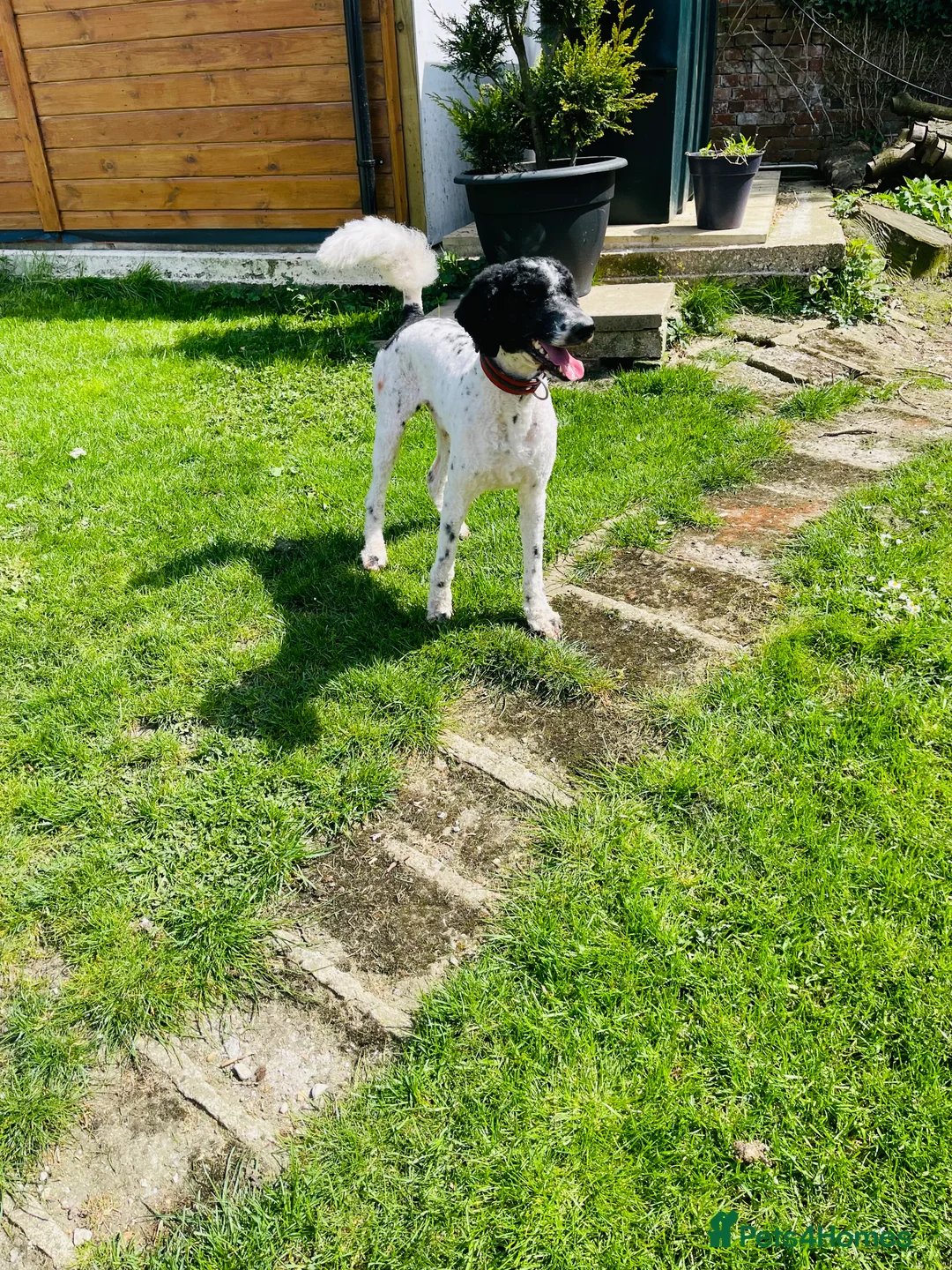 Standard Poodle dogs for stud: Standard party poodle in Marlborough - Advert 3