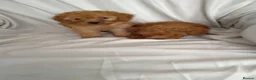 Toy Poodle dogs for sale: Toy poodle puppies  - Advert 9