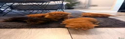 Mixed Breed cats for sale: Kittens for sale  - Advert 2
