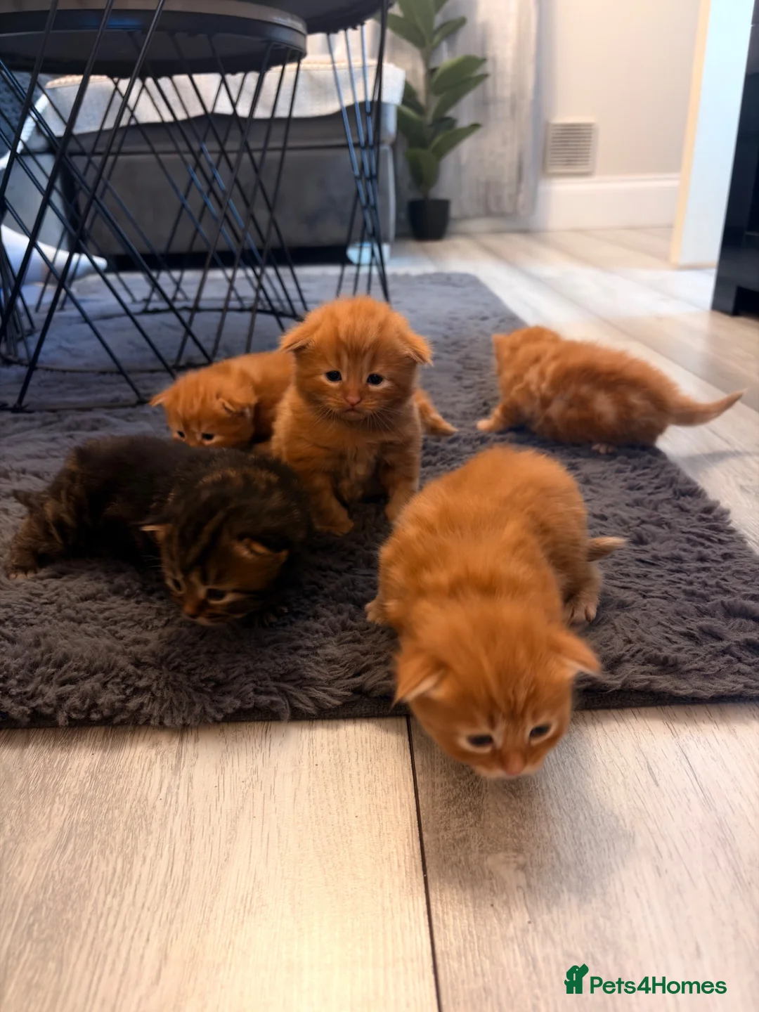Mixed Breed cats for sale: Kittens for sale  - Advert 2