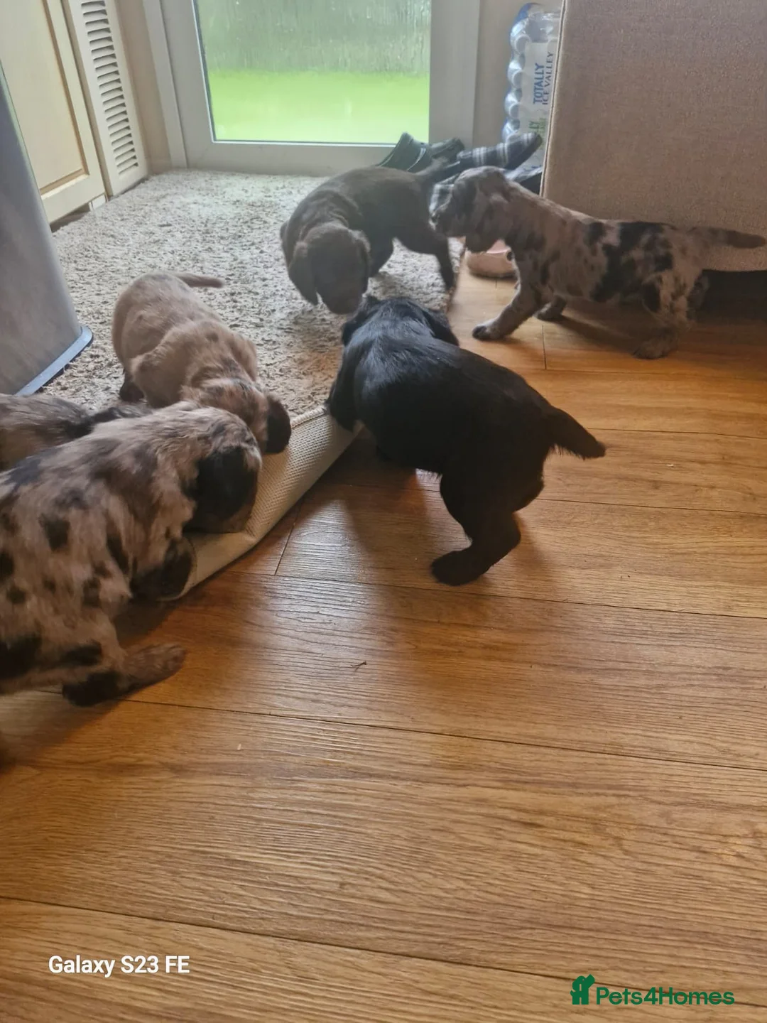 Cocker Spaniel dogs for sale: Mixed litter of Cocker Spaniel puppies  - Advert 3