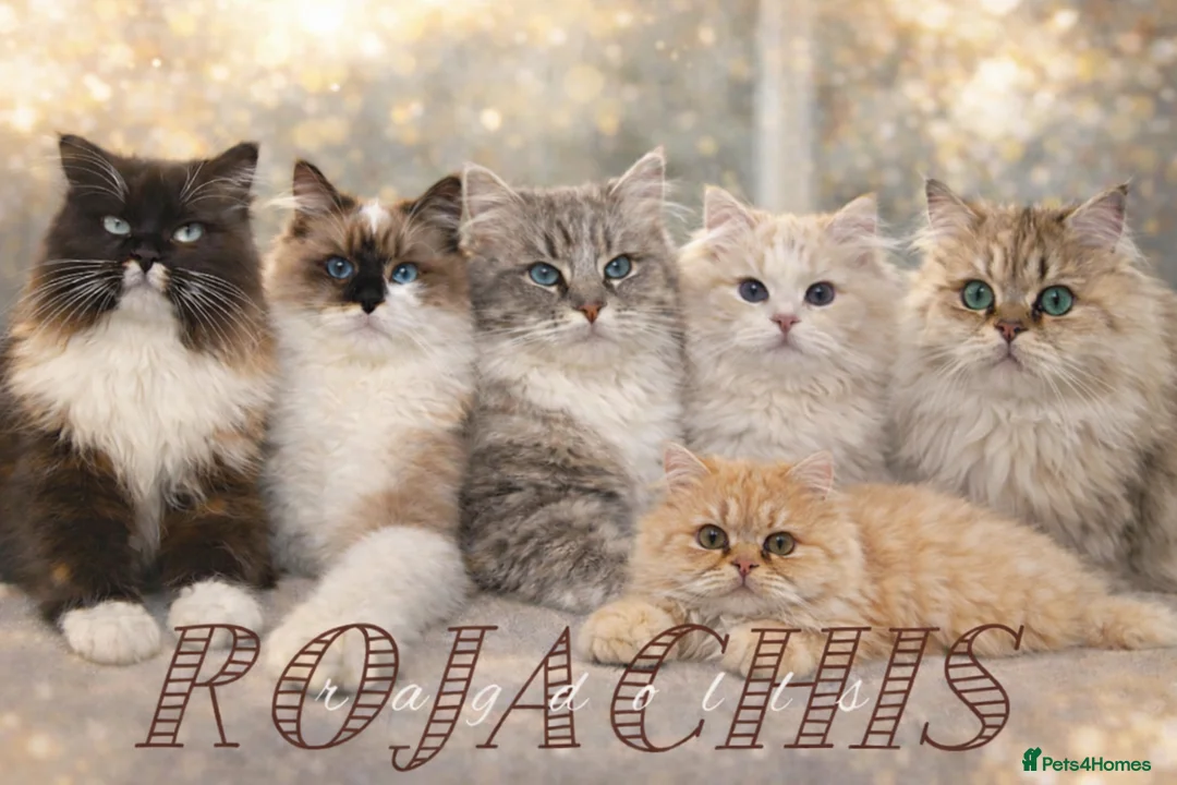 Ragdoll cats for sale: Pedigree Cherubim Blue Mink Ragdoll - Advert 1