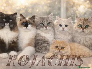 Ragdoll cats Pedigree Cherubim Blue Mink Ragdoll - Advert 6