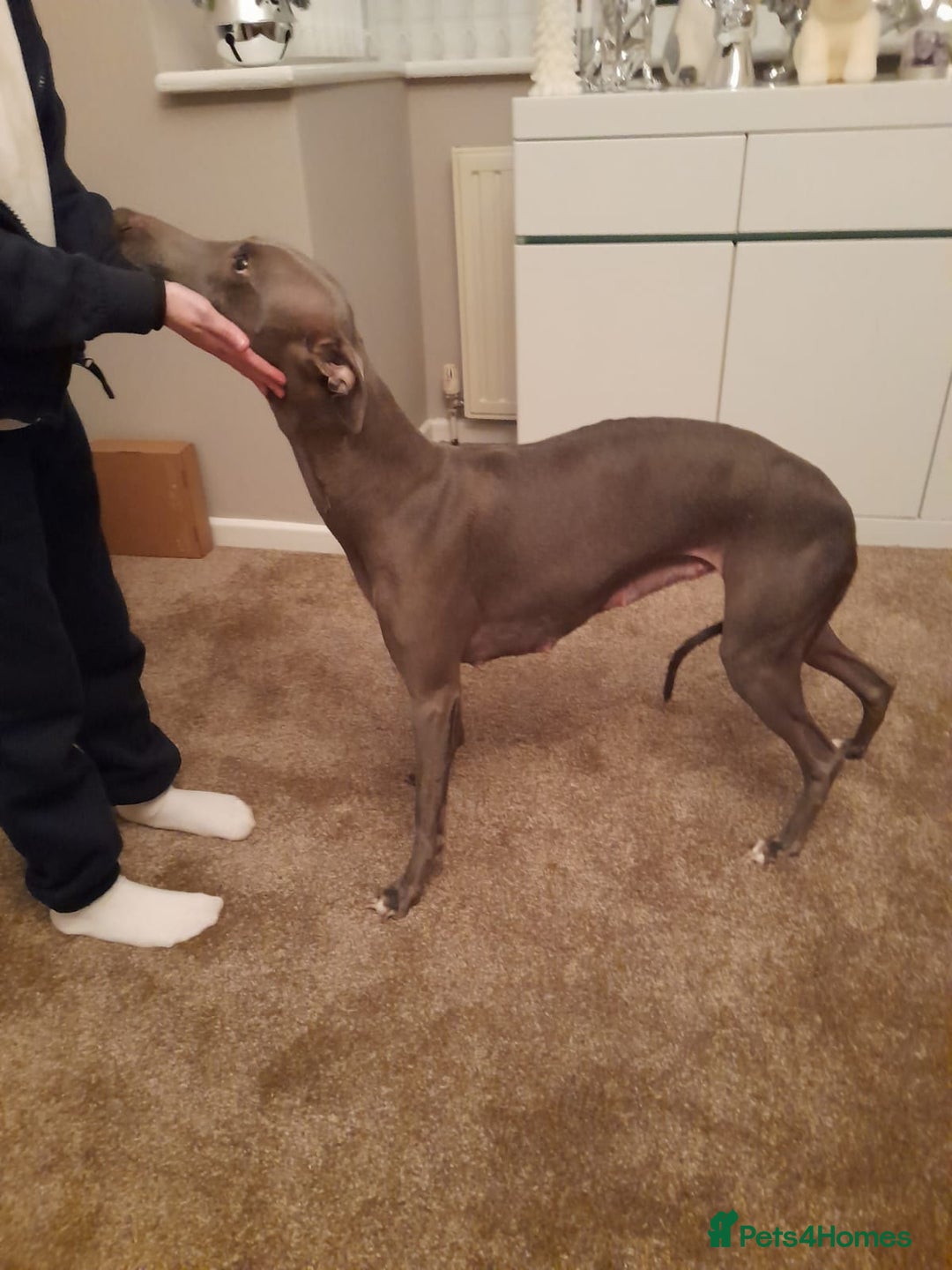 Whippet dogs for sale: Blue whippets - Advert 7