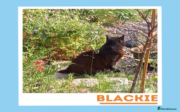 Mixed Breed cats for adoption: Affectionate and Sophisticated Gentleman Cat - Image 3