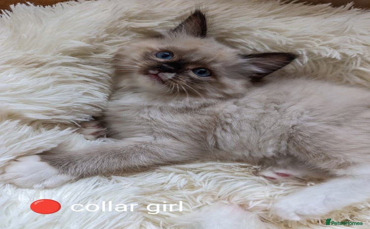 Ragdoll cats - Advert 1