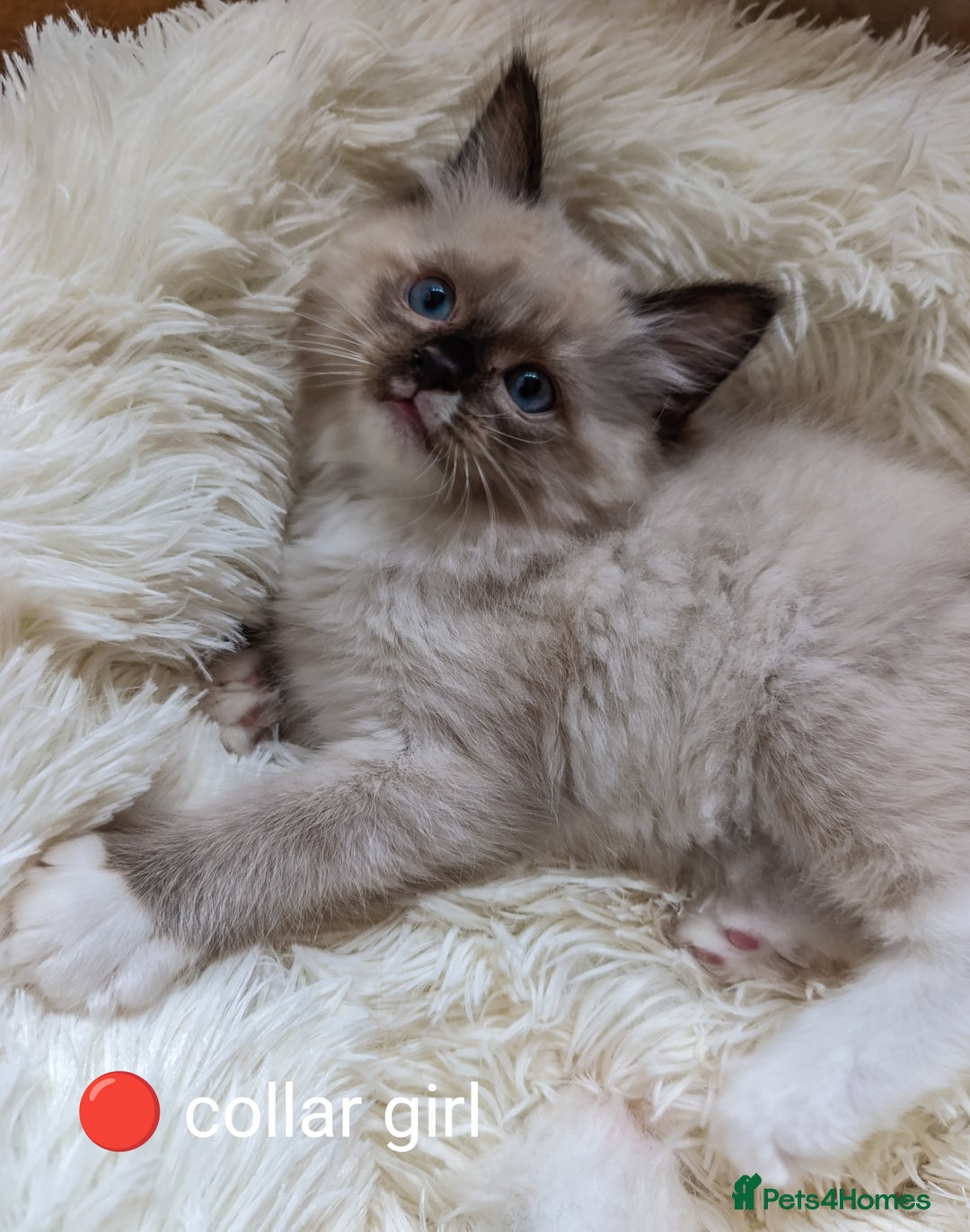 Ragdoll cats for sale: Adorable Ragdoll kittens - Image 1