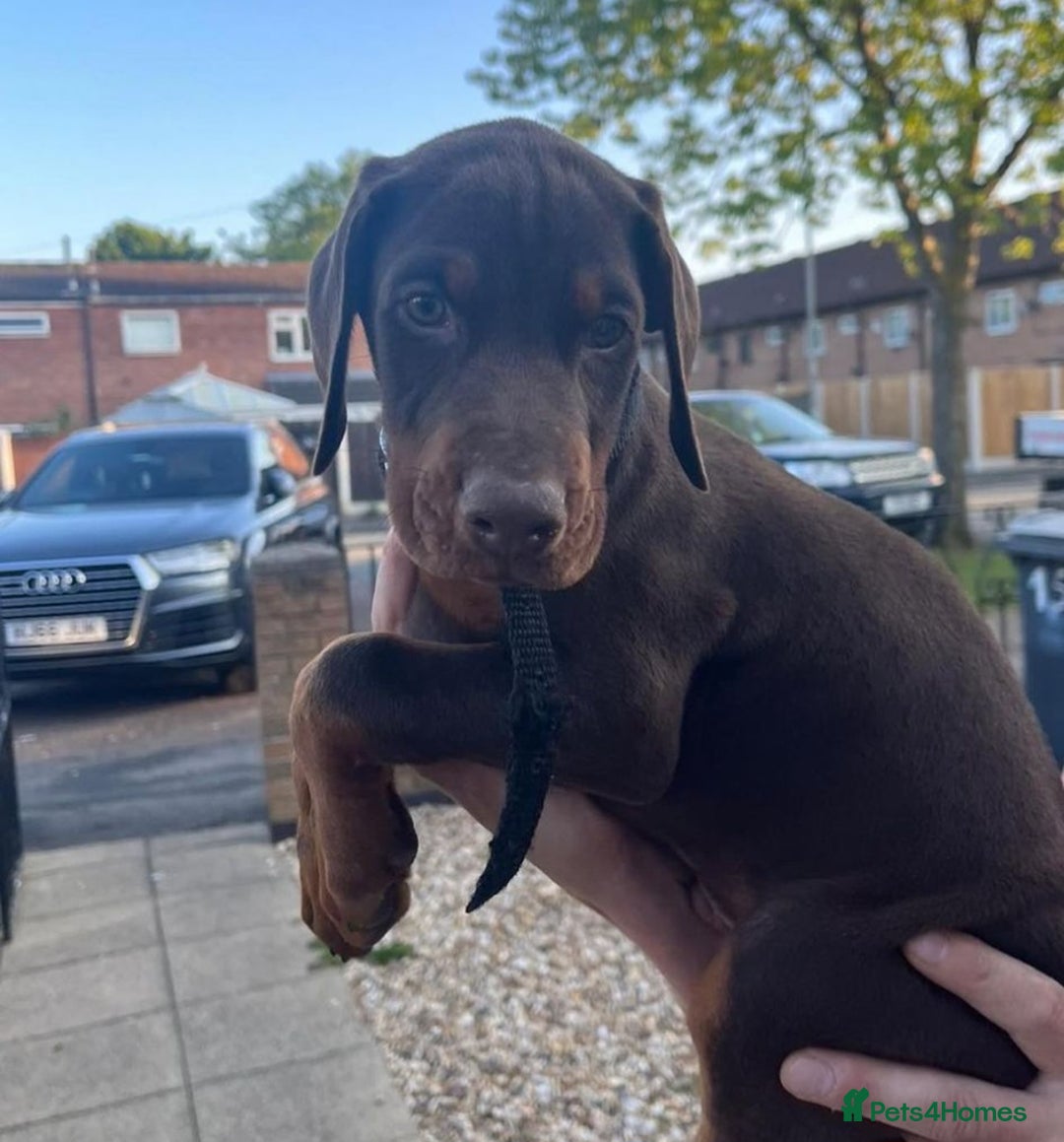 Dobermann dogs for stud: Doberman  - Image 3