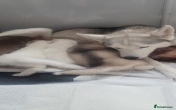 Siberian Husky dogs for sale: Two husky puppies  - Image 1