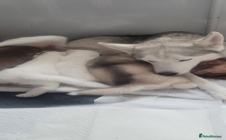 Siberian Husky dogs - Advert 4