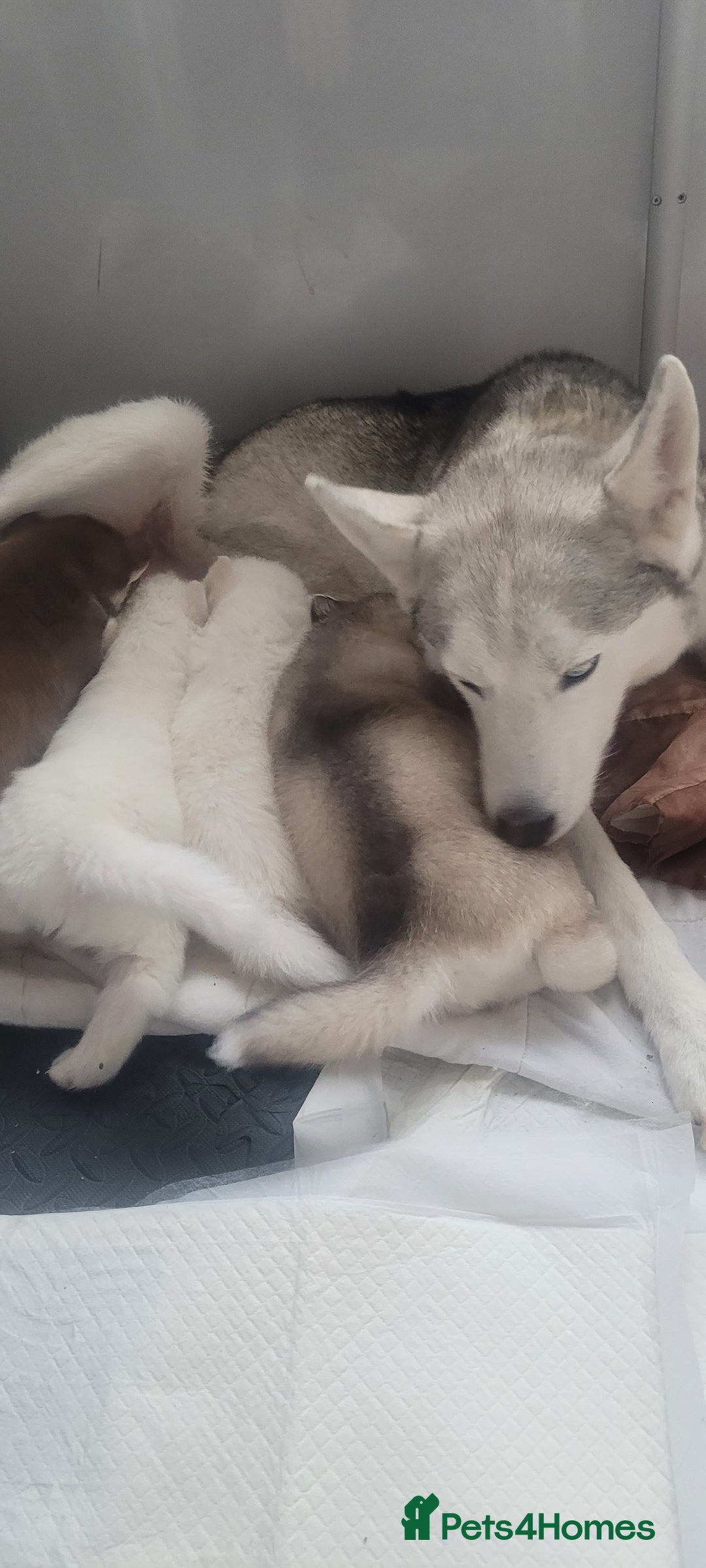 Siberian Husky dogs for sale: Two husky puppies  - Image 1