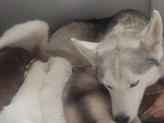 Siberian Husky dogs - Advert 1