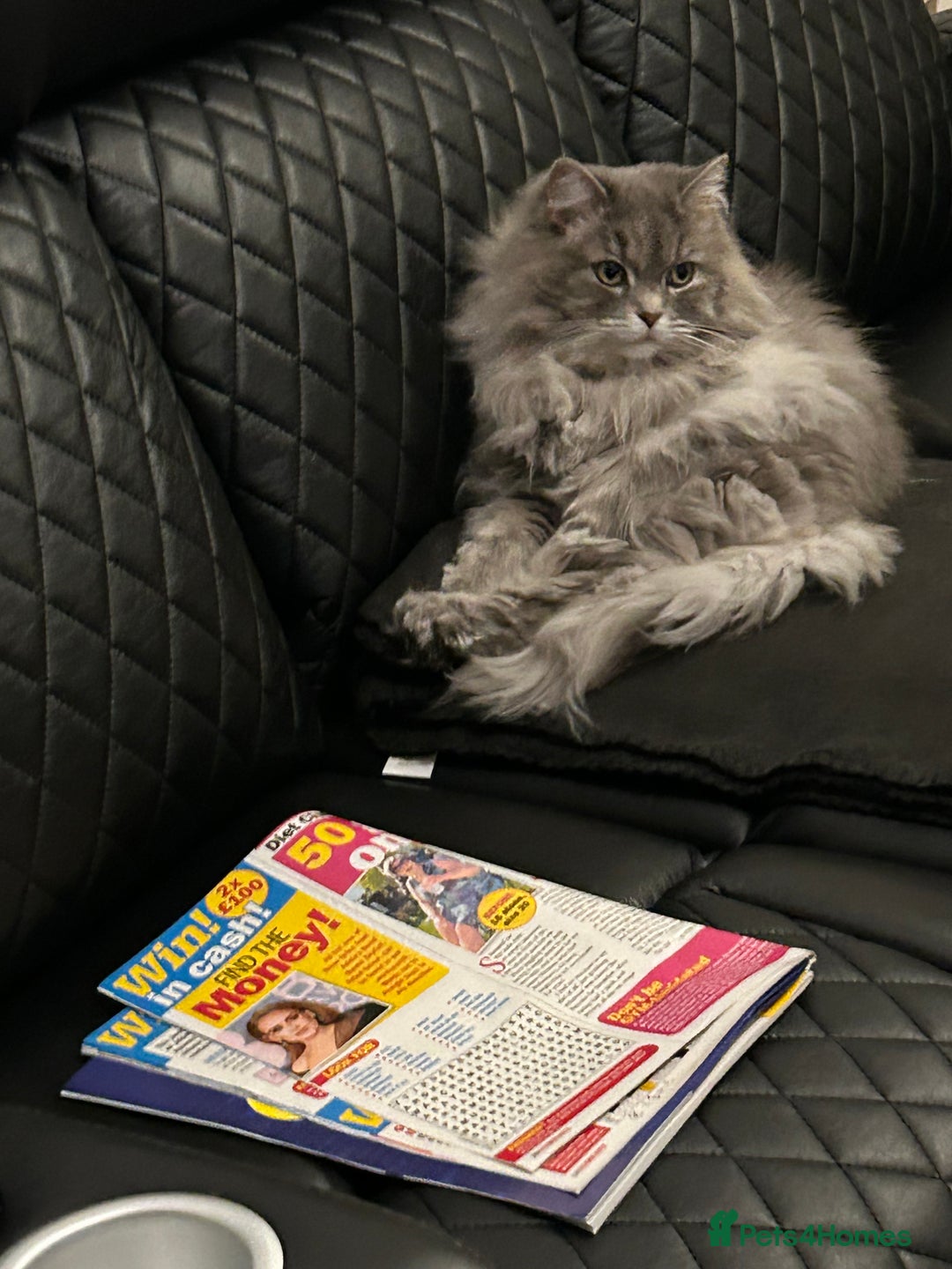 Mixed Breed cats for sale: Stunning Persian/Ragdoll Cat - Advert 1