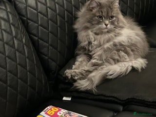 Mixed Breed cats Stunning Persian/Ragdoll Cat - Advert 1