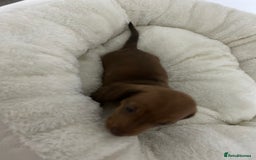 Miniature Dachshund dogs for sale: Multi coloured litter - Image 11