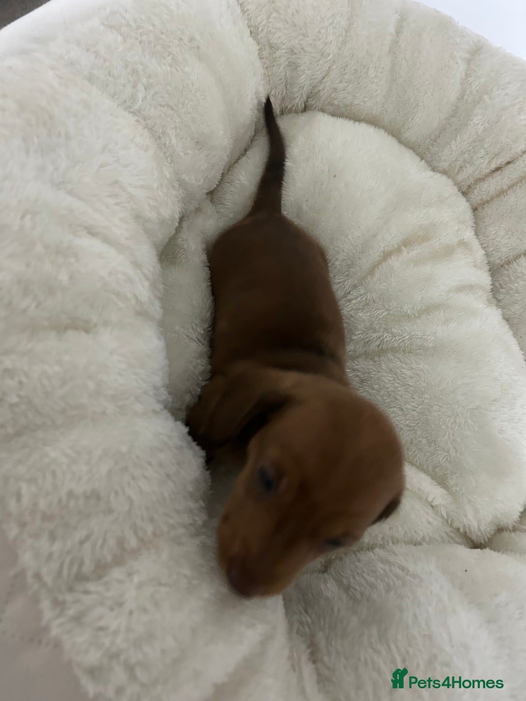 Miniature Dachshund dogs for sale: Multi coloured litter - Image 11