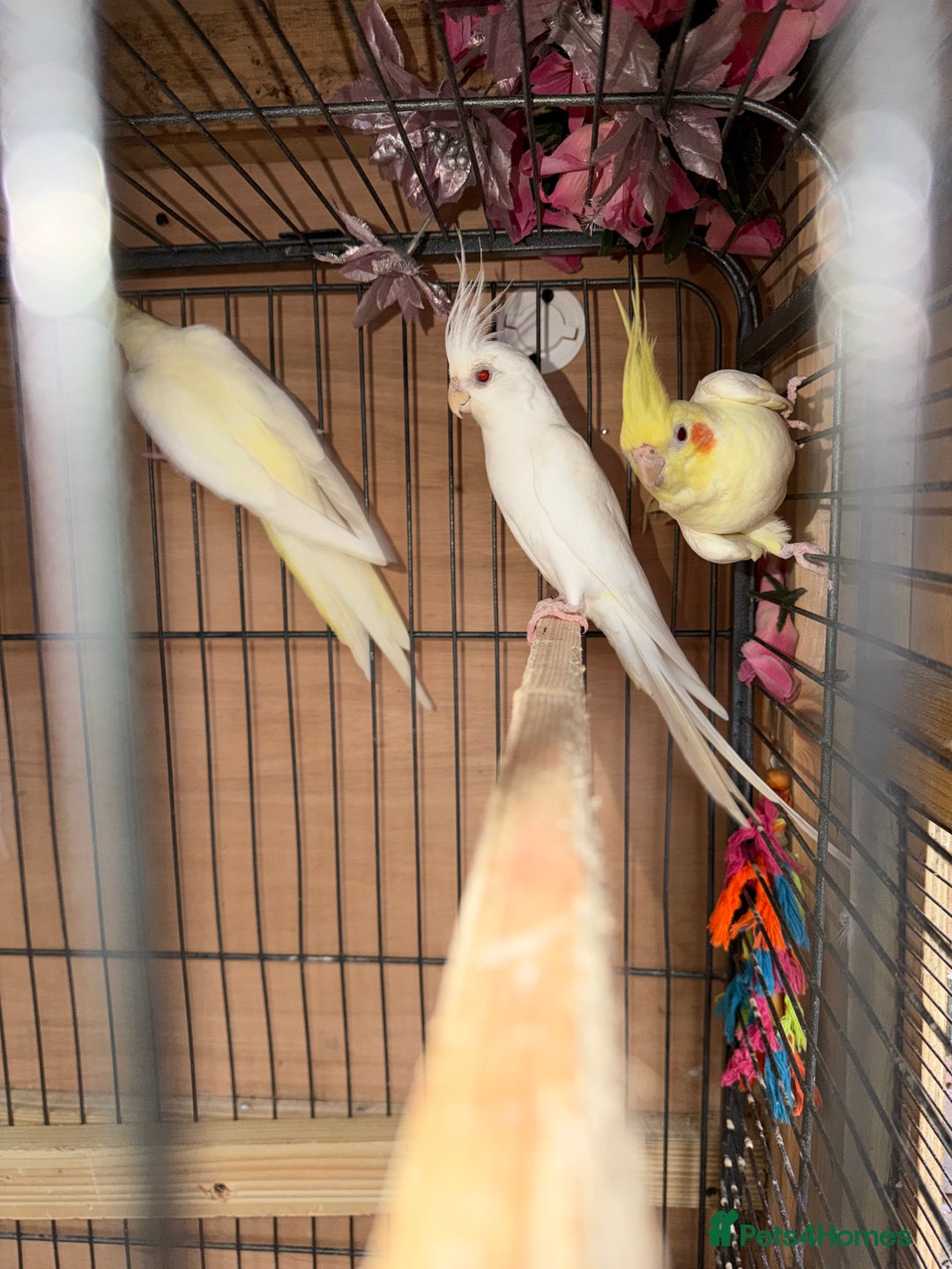 Cockatiels birds for sale: Pair cockatiel - Advert 8