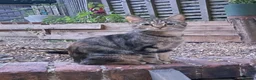 Mixed Breed cats for sale: Kittens looking for a new home 🐱 - Advert 10
