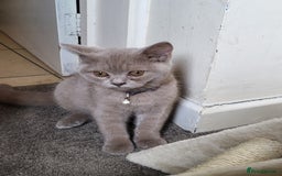 British Shorthair cats for sale: British short-hair kittens  - Image 12
