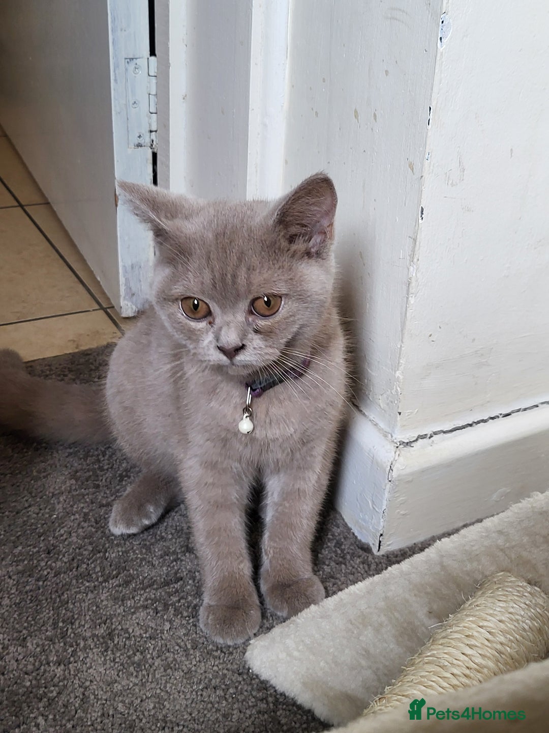 British Shorthair cats for sale: British short-hair kittens  - Image 12