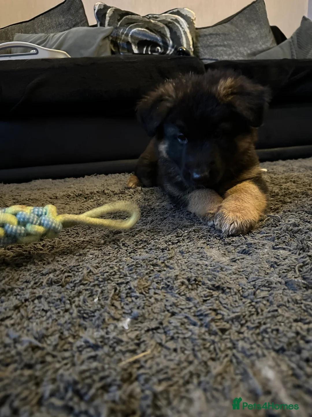 German Shepherd dogs for sale: German Shepherd bitch pup left - Advert 7
