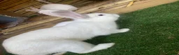 Continental Giant rabbits for sale: Continental giant cross with mini lop - Advert 1