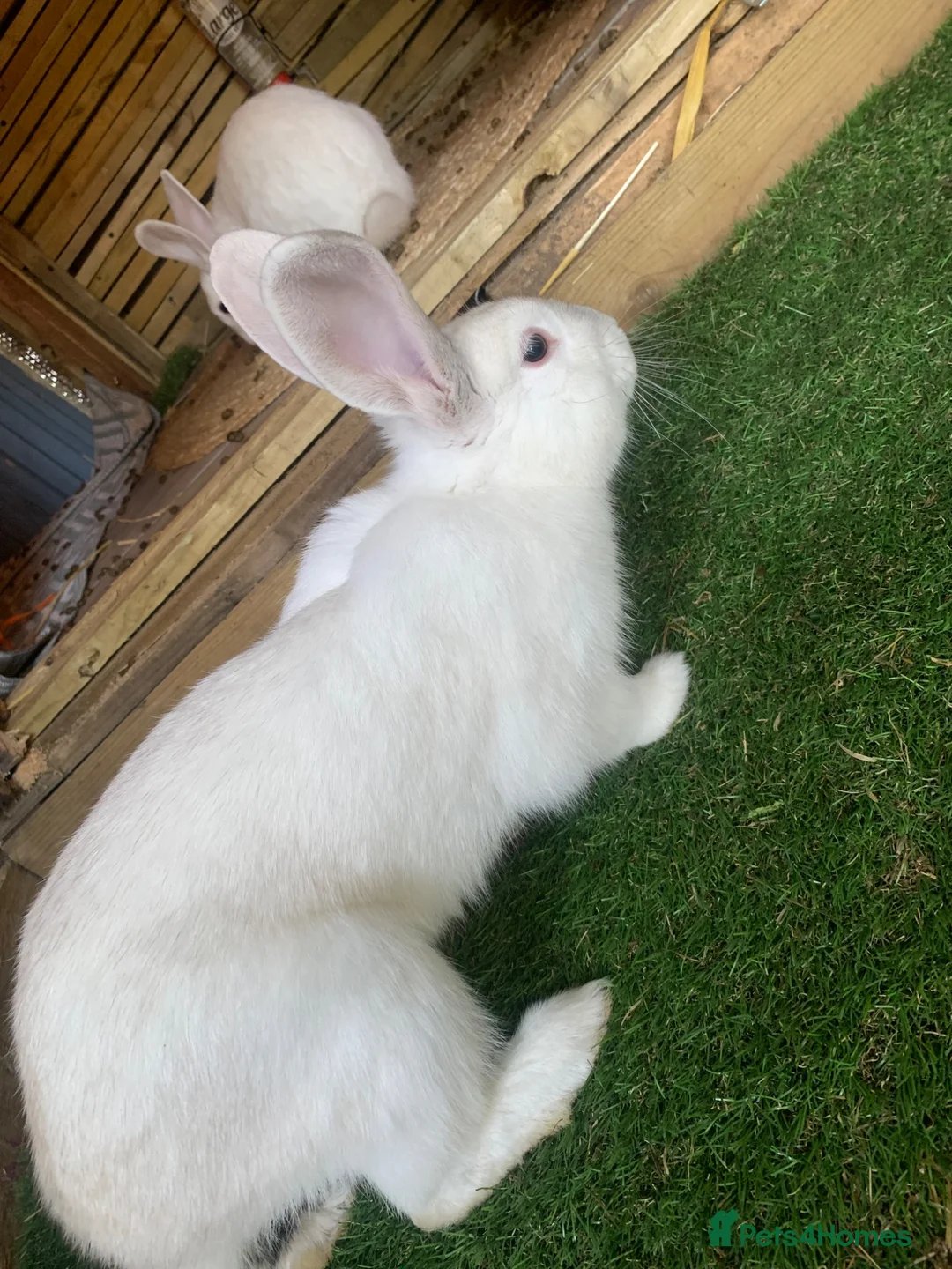 Continental Giant rabbits for sale: Continental giant cross with mini lop - Advert 1