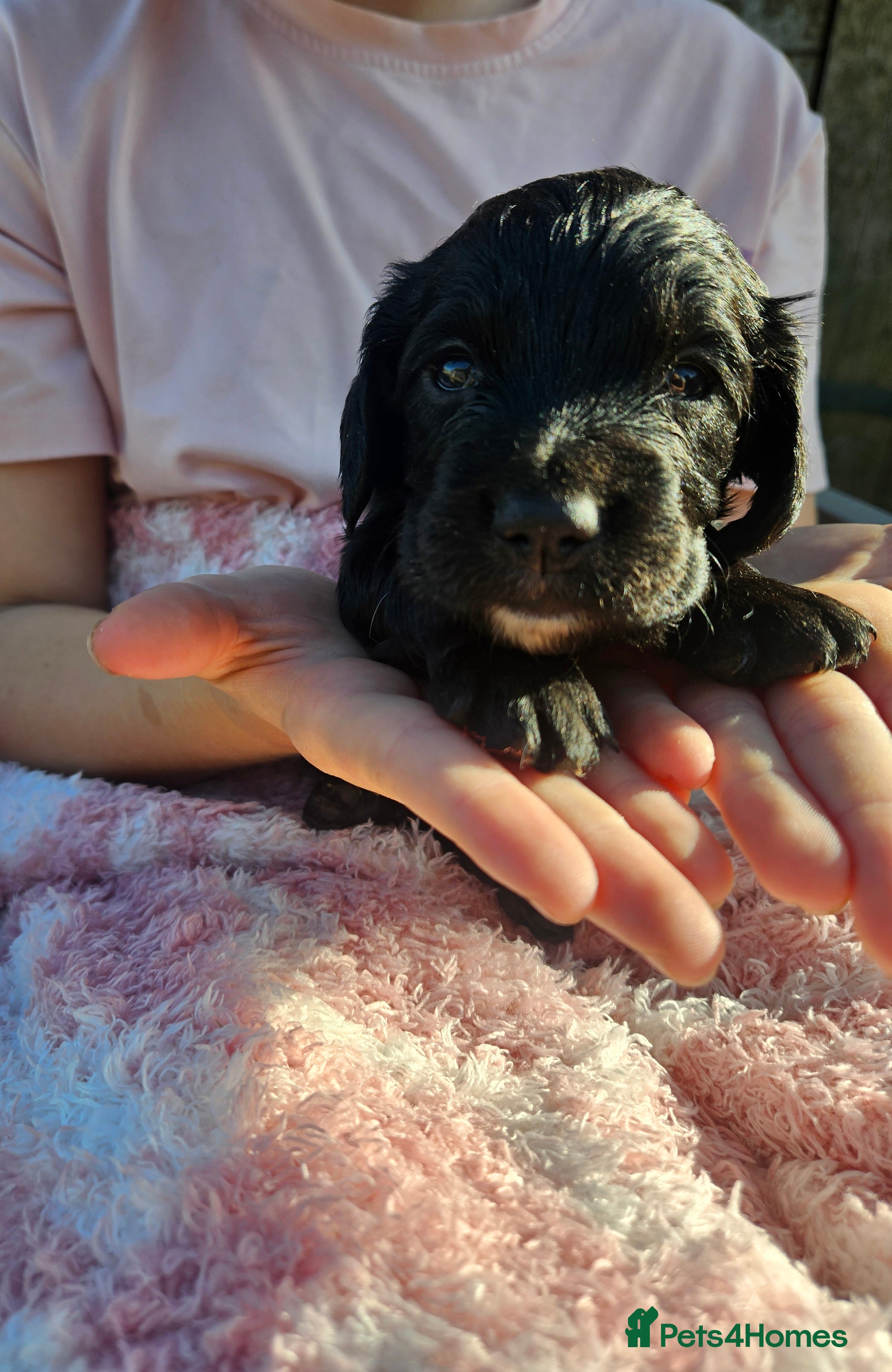 Sprocker dogs Beautiful litter of spocker pups for sale - Advert 2