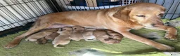 Labrador Retriever dogs for sale: Red / yellow Labrador pups   - Advert 7