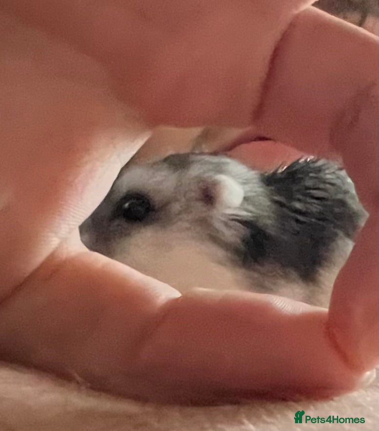 Hamster rodents Sweet dwarf hamster for sale  - Advert 1