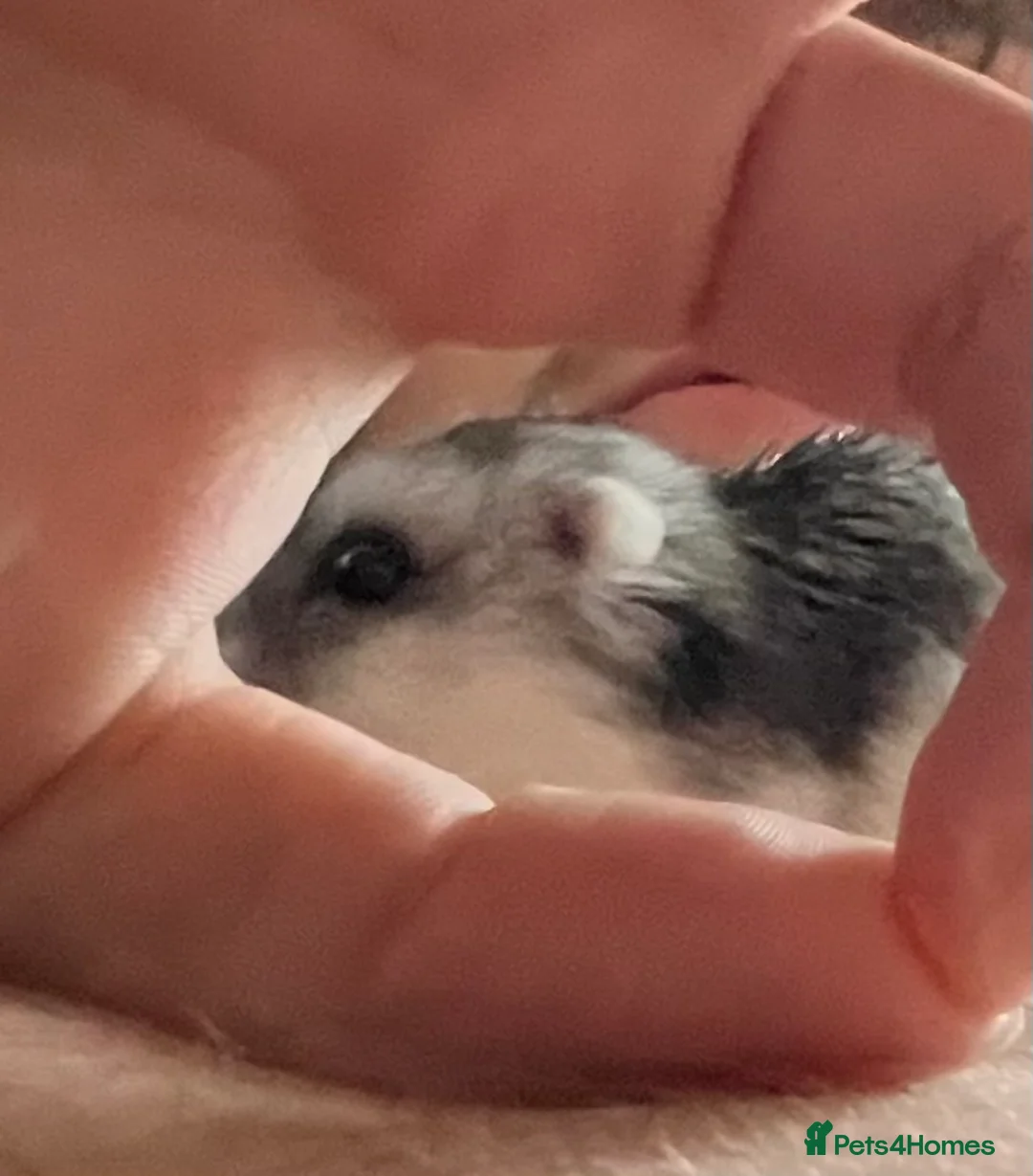 Hamster rodents for sale: Sweet dwarf hamster for sale  - Advert 1