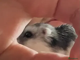 Hamster rodents Sweet dwarf hamster for sale - Advert 1
